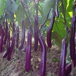 2X Japanese Ichiban Eggplant Seedling Plants 1 Gallon