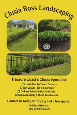 Clusia Plants
