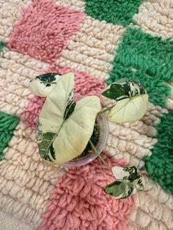 Frydek Variegated Alocasia- Corms