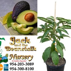 Hass Avocado Grafted Trees In 3gal Arboles De Aguacate Mexicano Hass Injertado 3gal