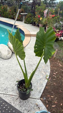 Elephant ear