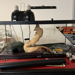 Beared Dragon Tank 