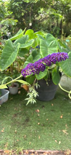 Butterfly Bush
