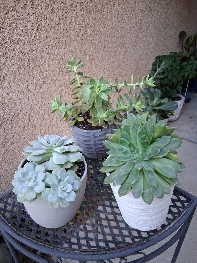 Small Succulent Arrangement $10 EACH