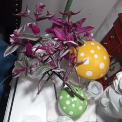 Tradescantia Nanouk Bundle