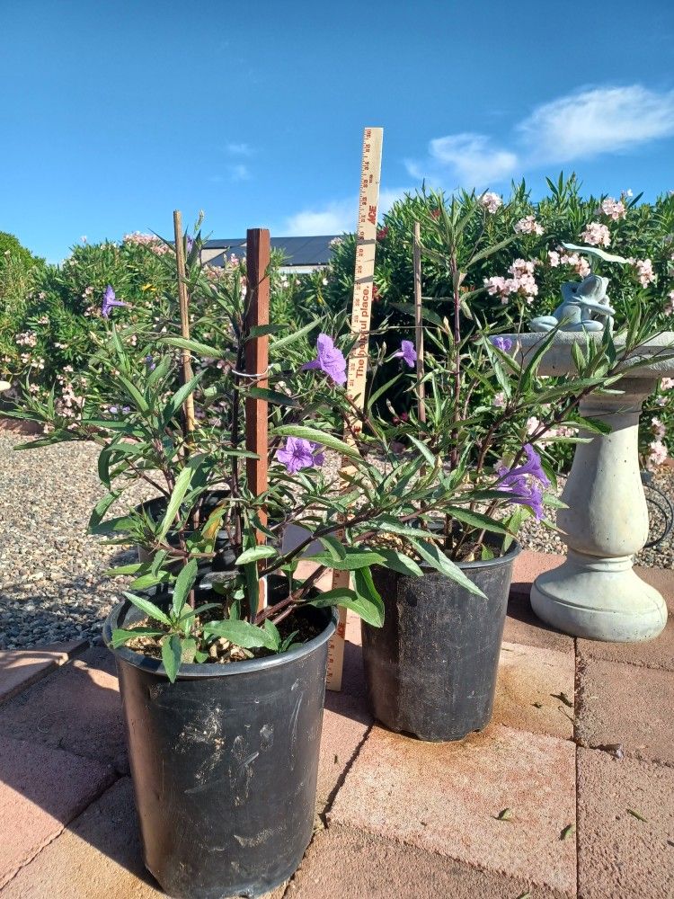 Mexican Petunia Ruellia 