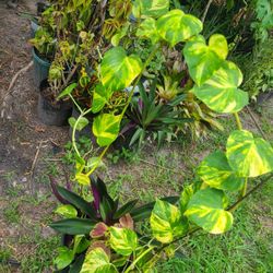 My Plant 