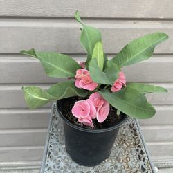 Crown Of Thorns Tinker Bell (big And Double Flower )