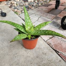 aloe vera  plant