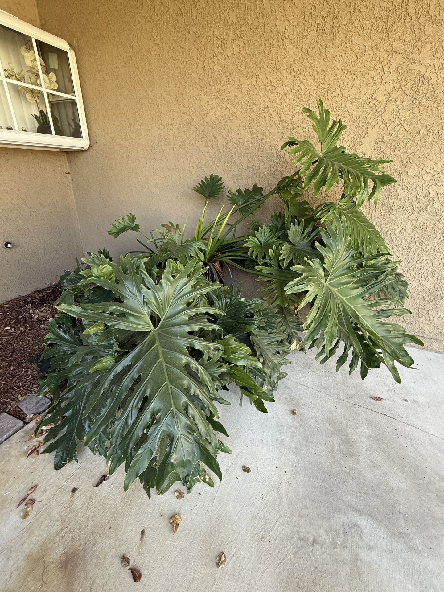 Huge potted philodendron