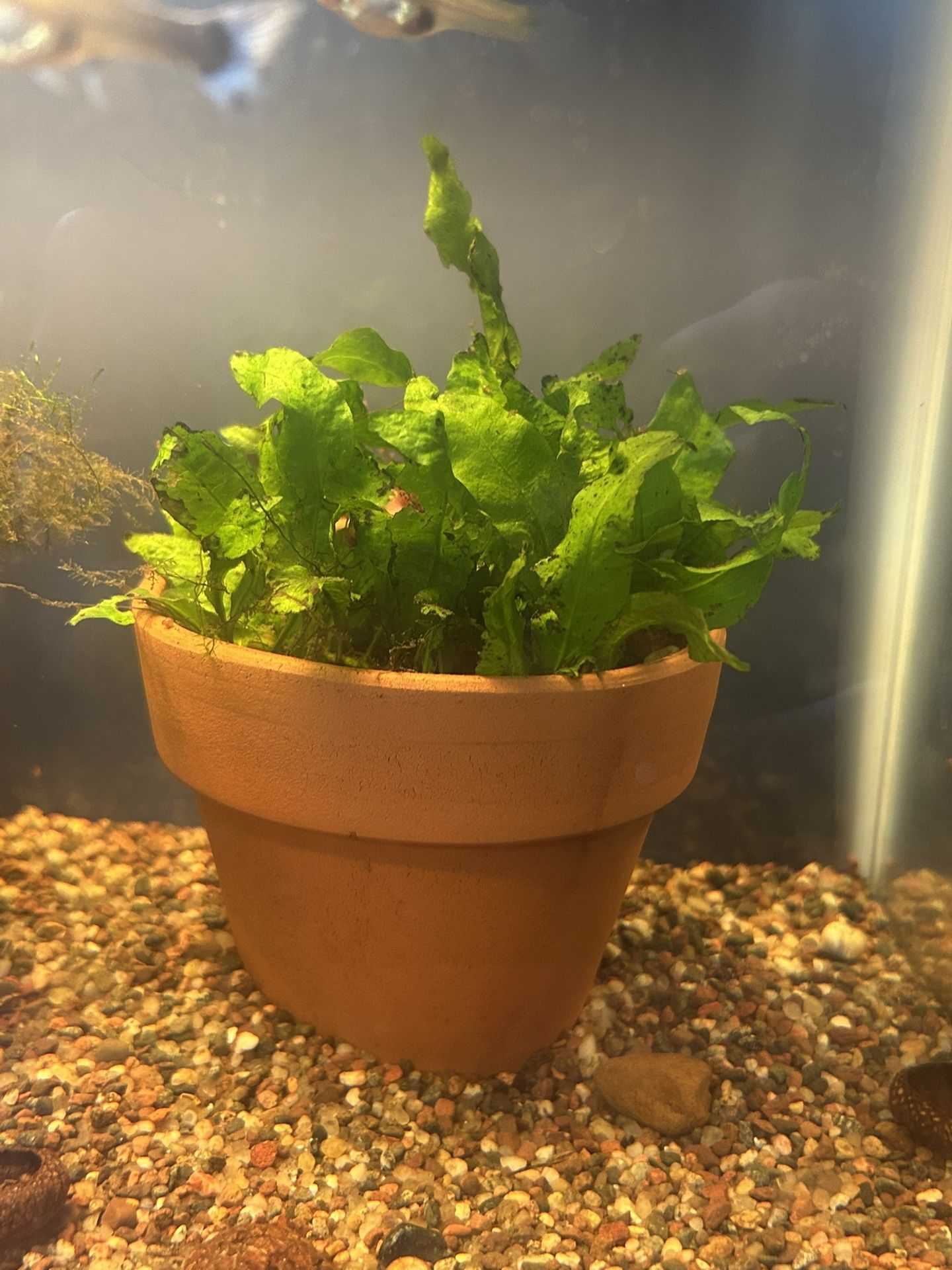 JAVA FERN Trimmings, Freshwater Aquarium Plants