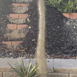 Madagascar Palm (Pachypodium Lamerie). Big (approximately 8” tall), Healthy, and Matured (over 15 year old). In Beautiful Ceramic Pot.
