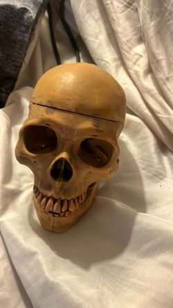 Vintage model skull $30