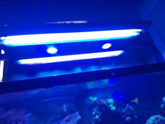 Saltwater Reef Lights  