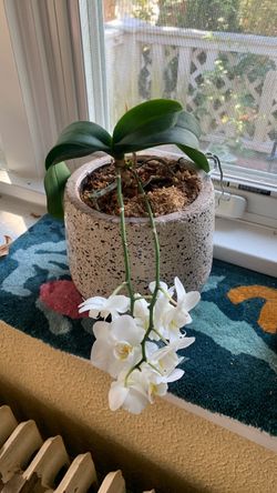 Orchid plant