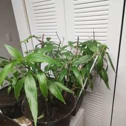 Plantas Para Limpiar Y Fortalecer Riñones 