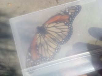 Danaus Plexippus (North American Monarch Butterfly)