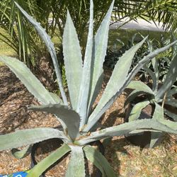 Blue Agave