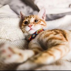 Dog collars Size xxs (7-9 Inch) 