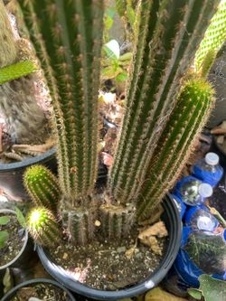 Cactus