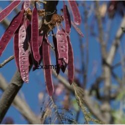 Árbol de guajes colorados