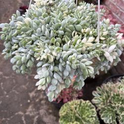 Variegated Cotyledon Pendens( Korean Succulent, Rare Succulent.