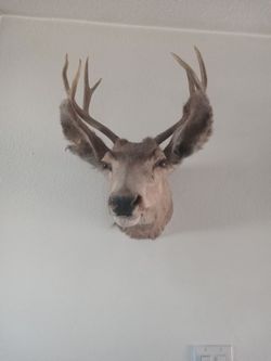 Mounted Deer Head,with hook In in back for hanging. 
