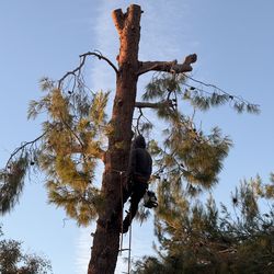 Cut trees Estimates Free