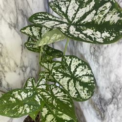 HERMOSAS PLANTAS NATURALES “CALADIUM PLANT 