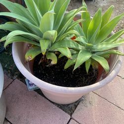 Plants 
