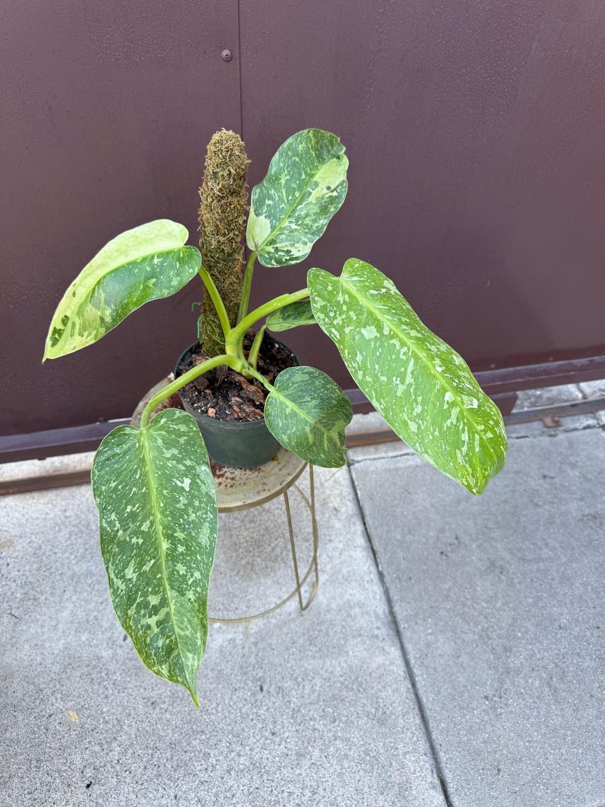 6” philojose bueono 