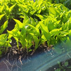 Hostas Live Plants Green Leaves 2 PC =$1, Order Your Plants 🪴