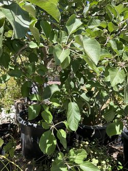 Sweet Gala Apple Tree In a Big Pot