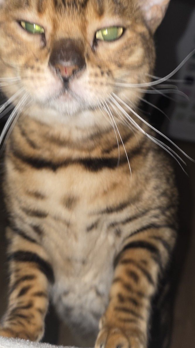 Bangal  Lepord Cat