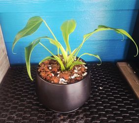 🔥 Burle Marx Flame Monstera in Decorative Pot 🌿