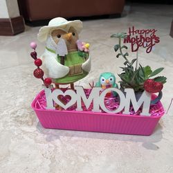 Succulents Arrangements 