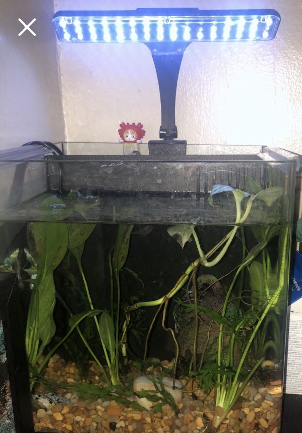 Fish Tank
