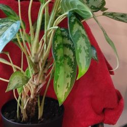 House Plant 