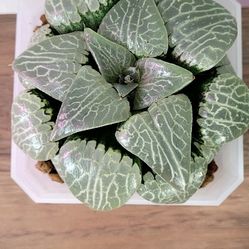 Haworthia Rare Big Size Plant 