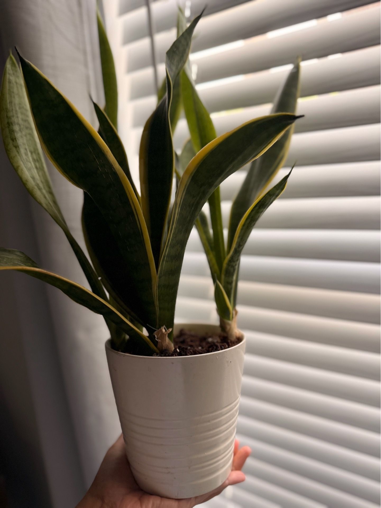 Snake plant
