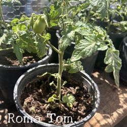 Roma Tomato Plant (1 Gallon) $5