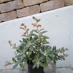 3 varieties potted plants