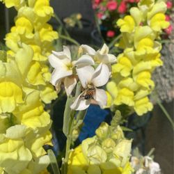 Beautiful Plants Bee Food, Hummingbirds And Butterflies