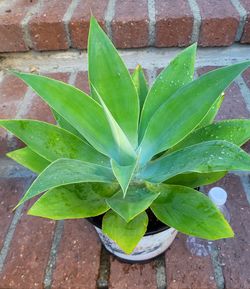 Agave plant in 3-gal nursery pot