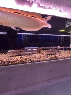 Fish Tank