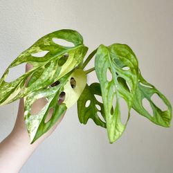 Monstera Adansonii Aurea Variegated Plant