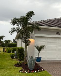 Foxtail Palm