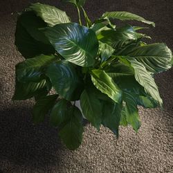 Plants For Sale 