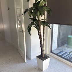6’ Birdnest Palm In white Square Metal Planter