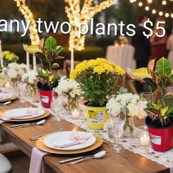 $5 any two small plants $10 any two medium sized plants